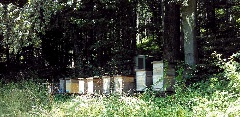 Crowded colonies: extremely high colony density promotes drifting and robbing and therefore increases transmission of parasites and bee diseases.